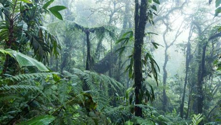 Tropical rain forest - How To Discuss