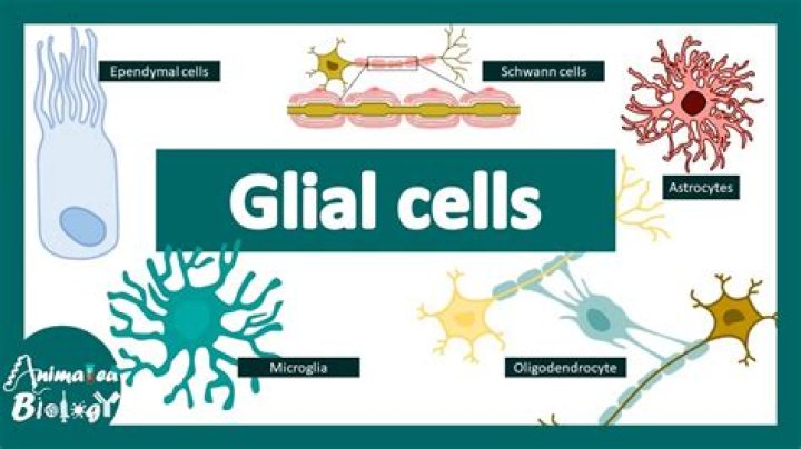 Types of glial cells - How To Discuss