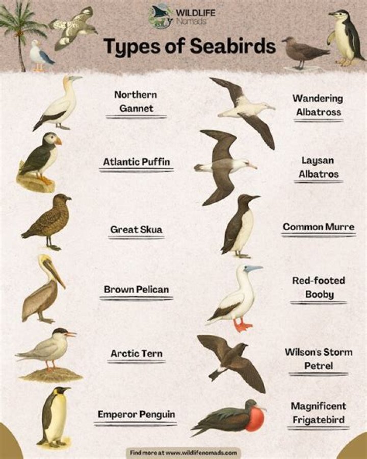 Types of seabirds - How To Discuss