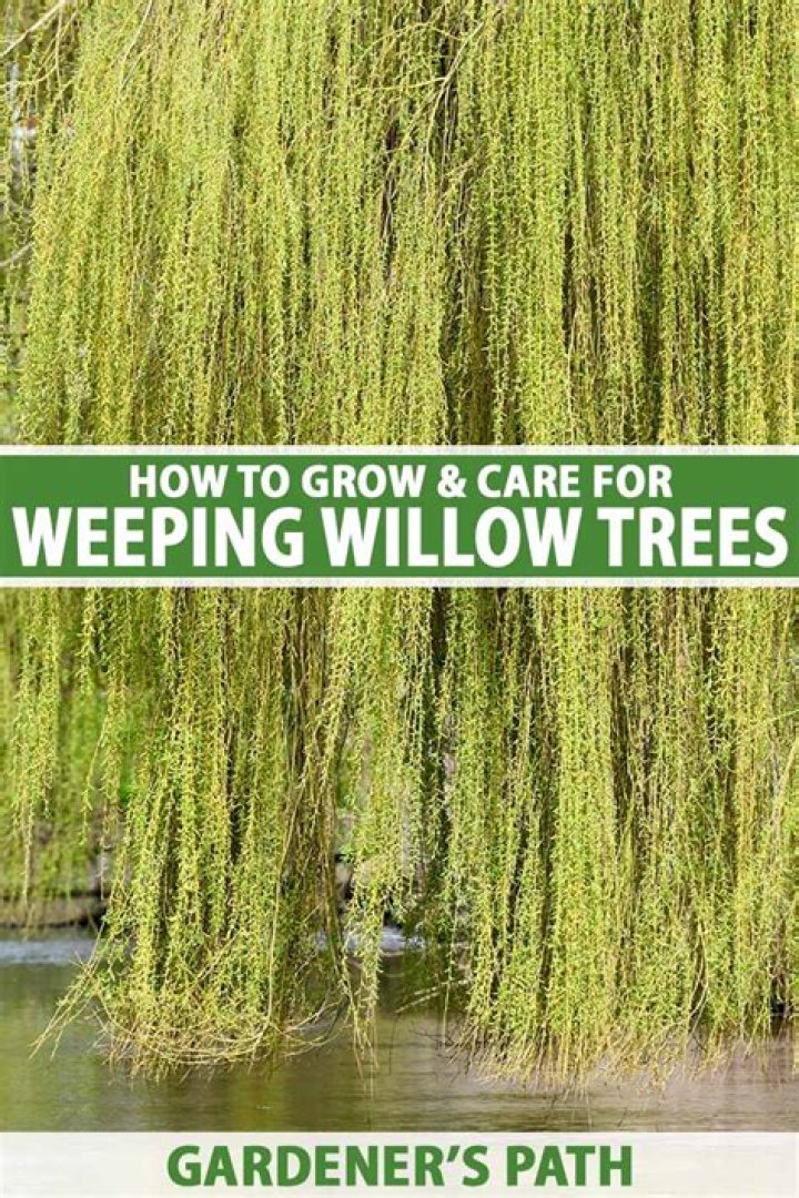 Weeping cedar tree - How To Discuss
