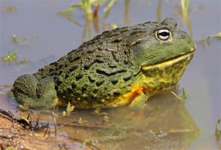 What animals eat bullfrogs