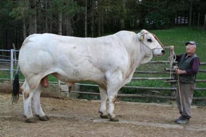 What are Chianina cattle known for