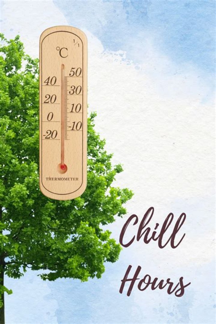 What are chill hours for cherry trees