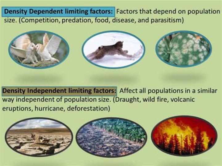What are examples of density independent factors