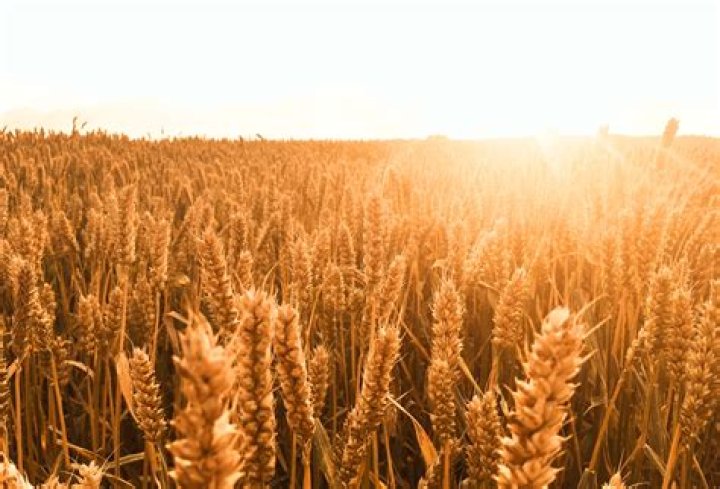 What are grain crops