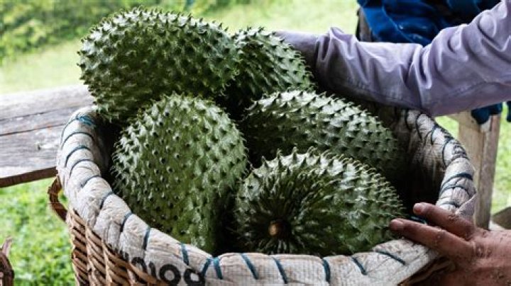 What are Guanabana leaves good for