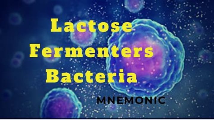 What are lactose fermenters
