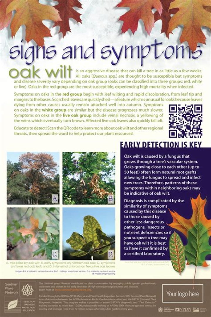 What are signs of oak wilt