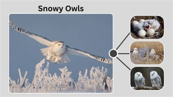 What are snowy owls adaptations