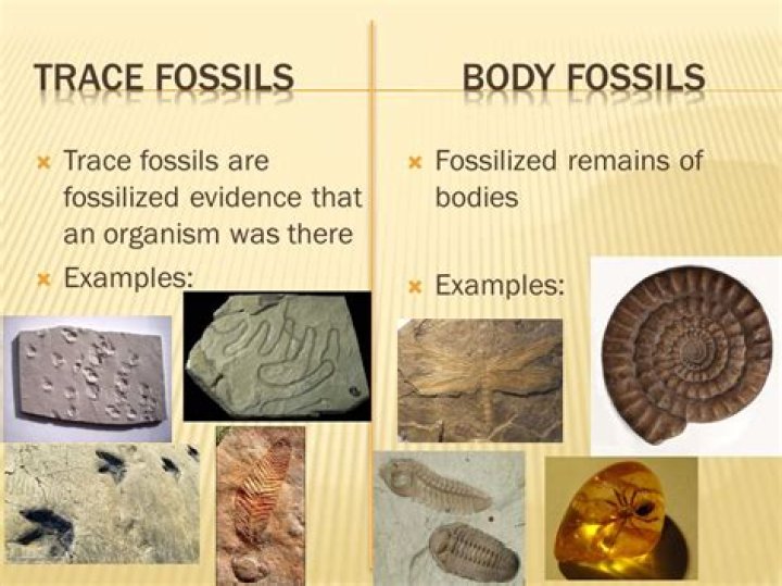 What are some examples of trace fossils
