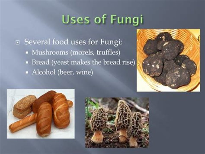 What are some practical uses of fungi