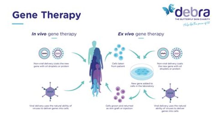 What are the 2 types of gene therapy