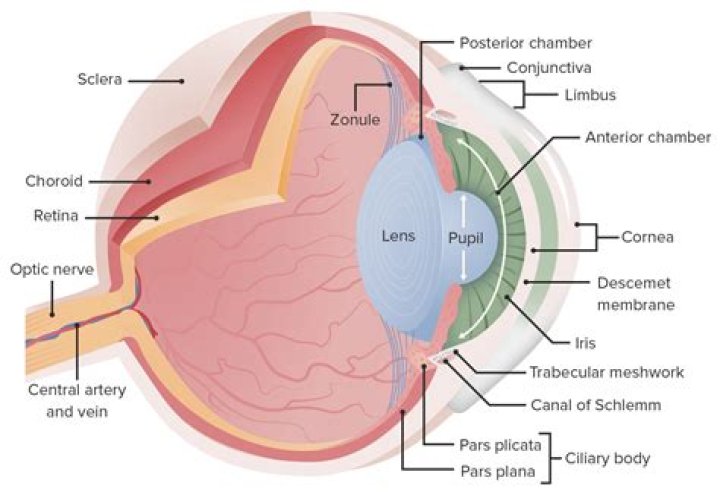 What are the 3 layers of tissue that form the eyeball