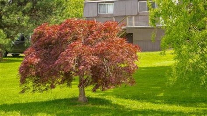 What are the best small shade trees