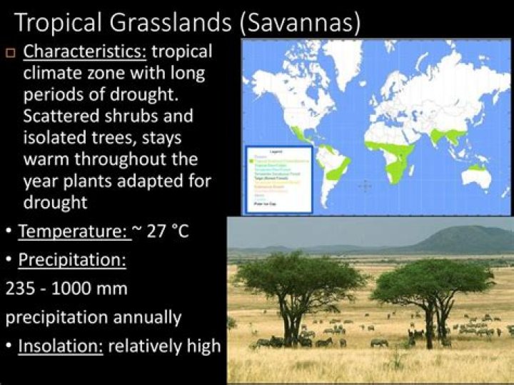 What are the characteristics of tropical grasslands