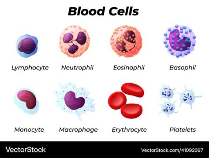 What are the different blood cells