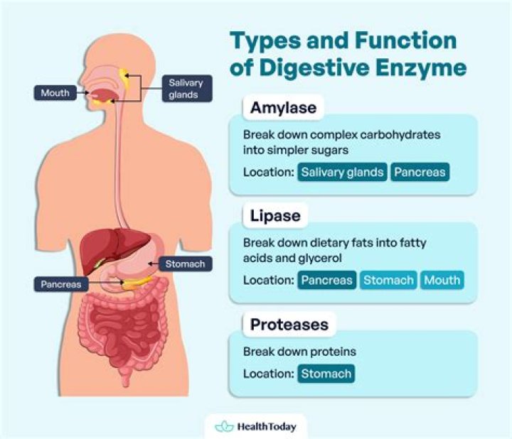What are the different types of digestive enzymes