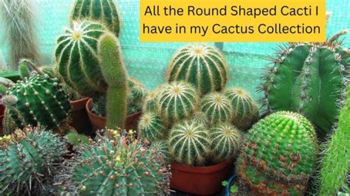 What are the flat cactus called