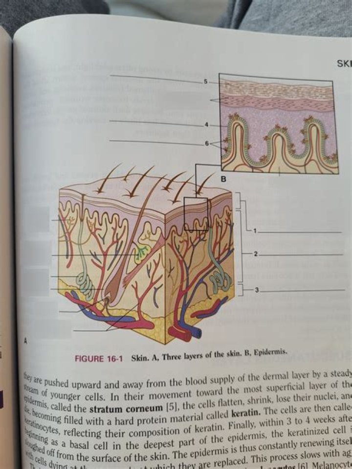 What are the layers of skin quizlet