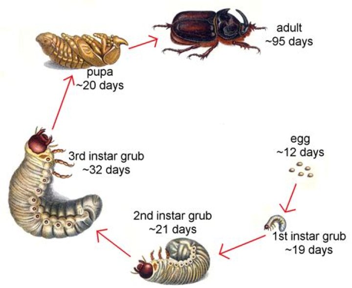 What are the stages of a beetle