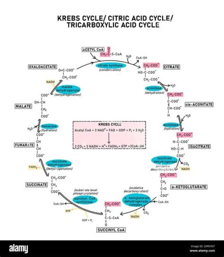 What are the starting and end products of the Krebs cycle