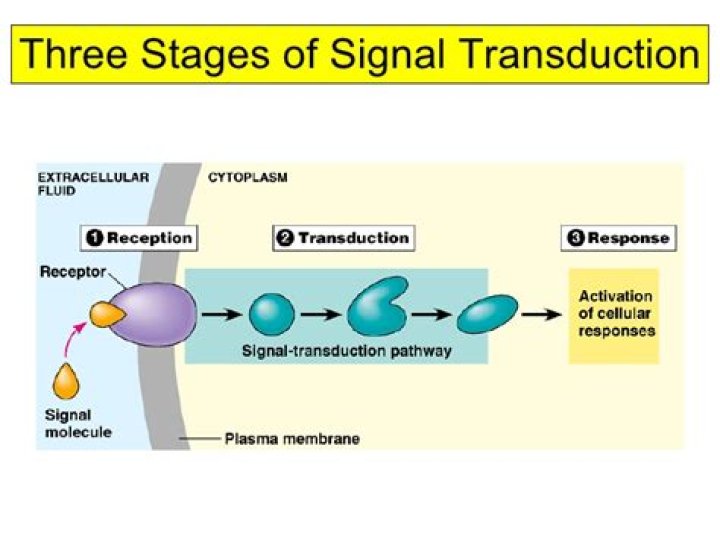 What are the three stages of a signal transduction pathway