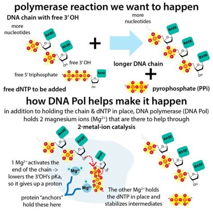 What are the two jobs of DNA polymerase