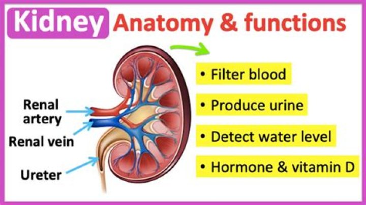 What are the two primary functions of the kidneys