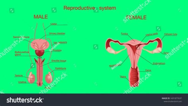 What are the types of reproductive system