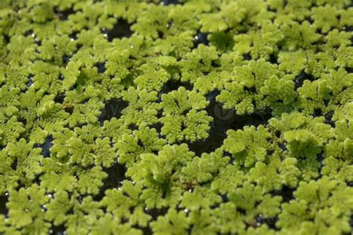 What are the uses of Azolla