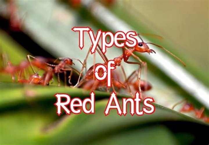 What are tiny little red ants
