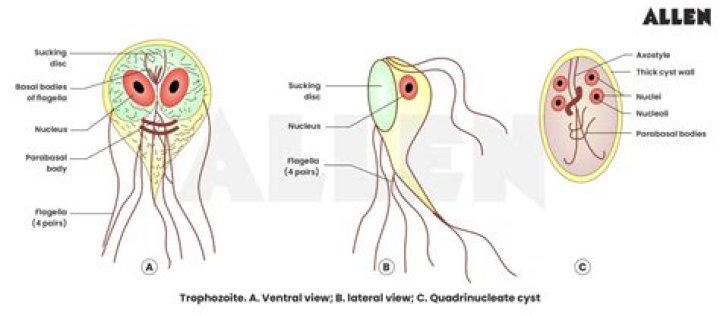What are trophozoites and cysts