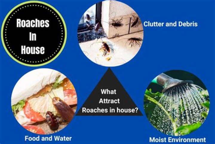 What attract roaches
