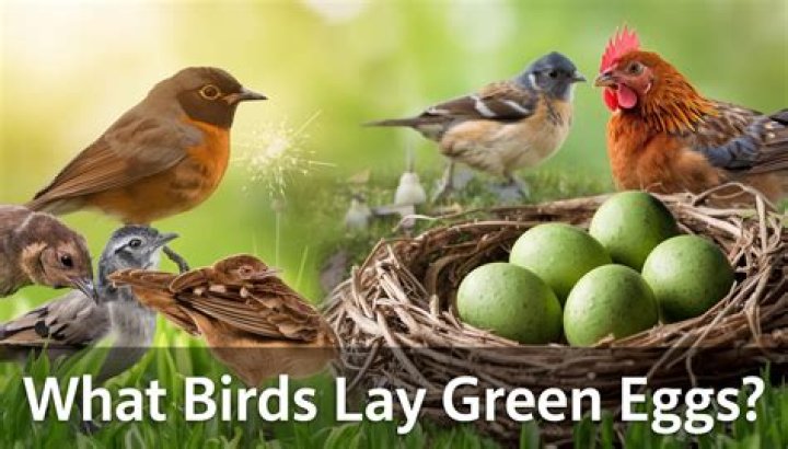 What Birds Lay Speckled Eggs