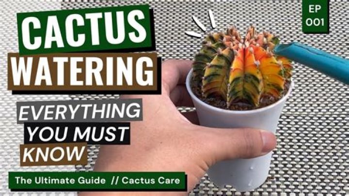 What cactus is safe to drink