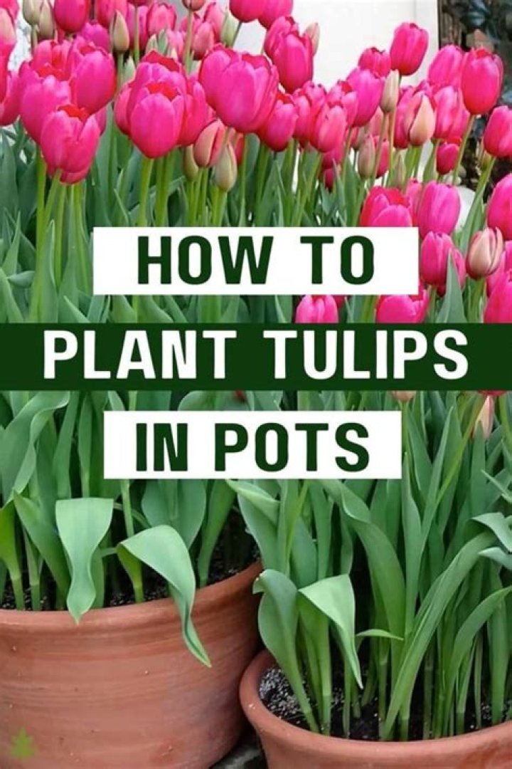 What can I plant with tulips