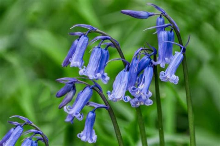 What can you do with bluebells
