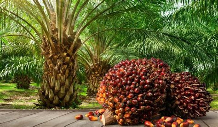 What can you make from palm trees