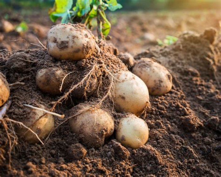 What can you plant near potatoes