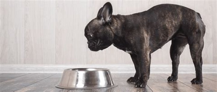 What causes a dog to lose protein