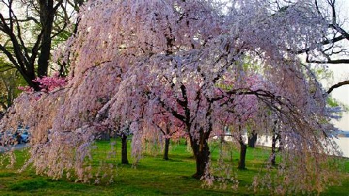 What causes a weeping cherry tree to die