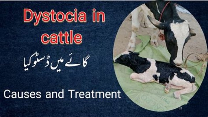 What causes dystocia in cattle