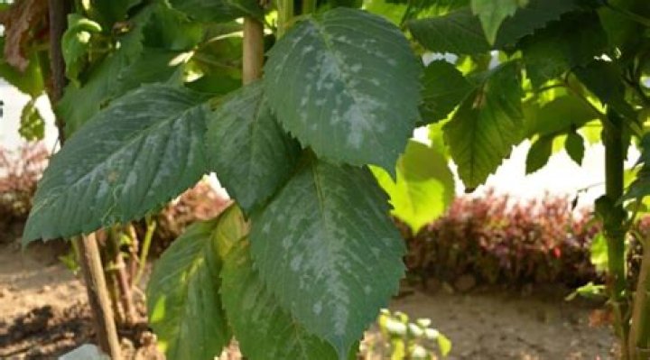 What causes mildew on dahlia leaves