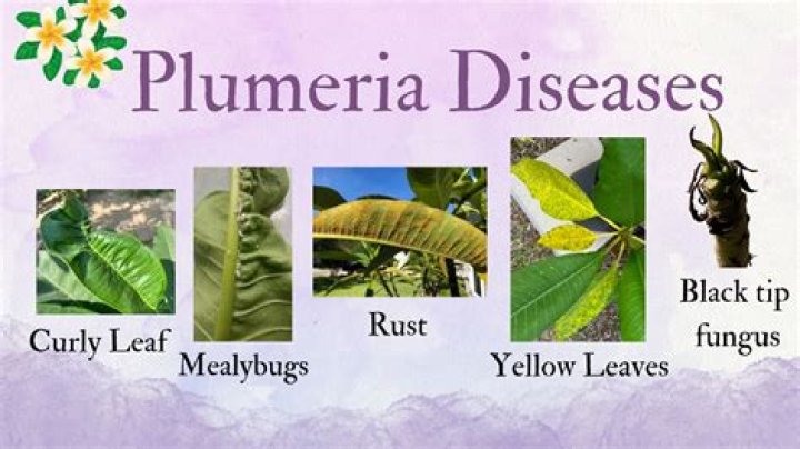 What causes rust on Plumeria