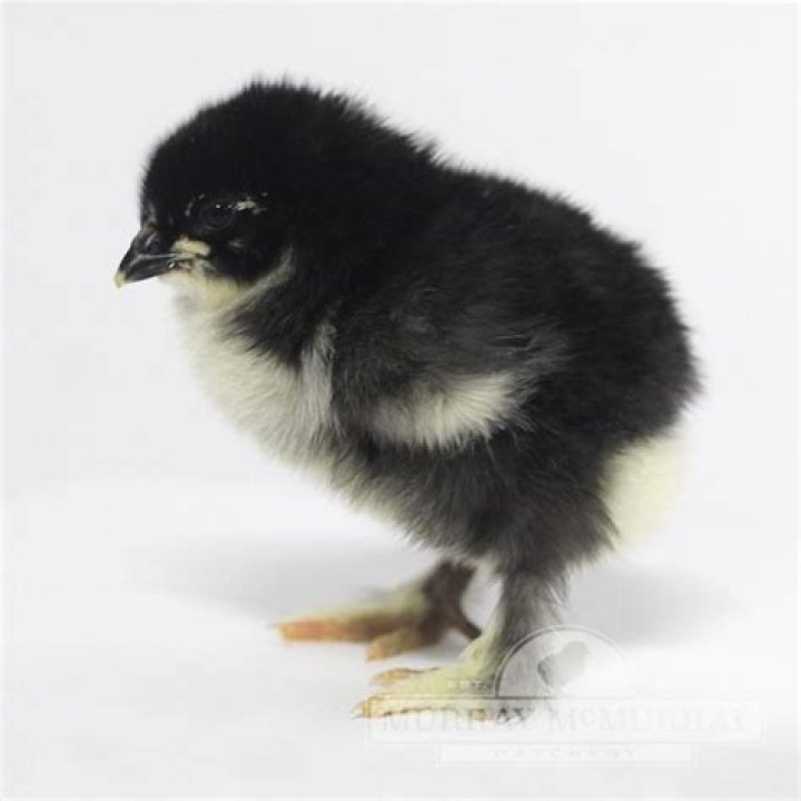 What color are baby chickens