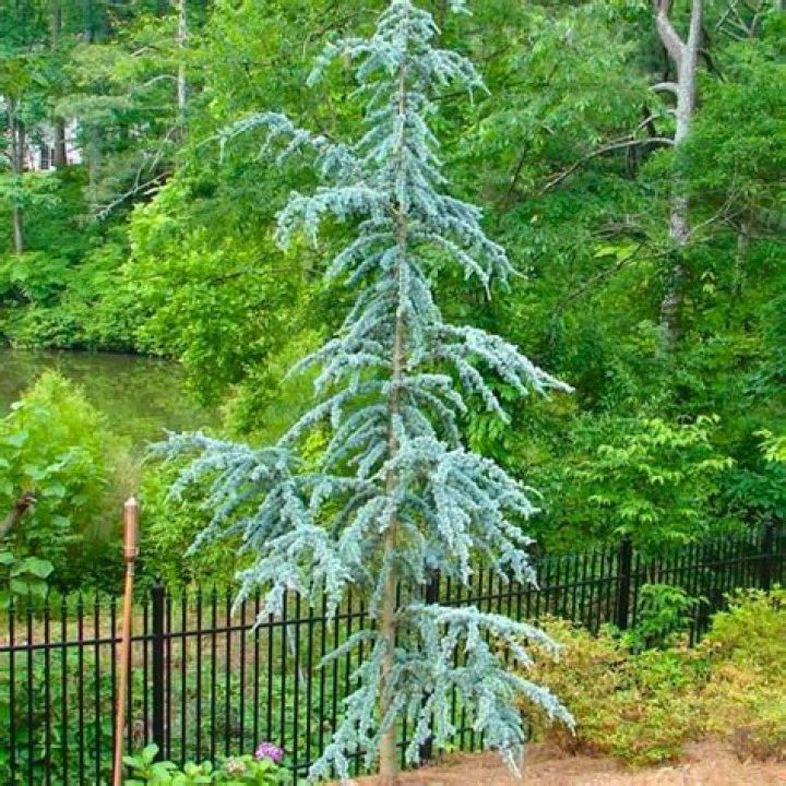 What color is Atlas cedar