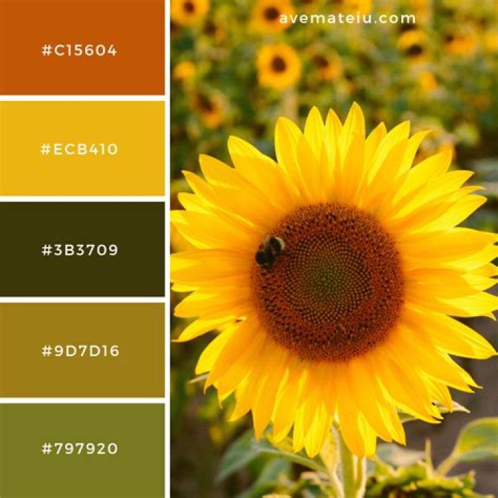 What color is the center of a sunflower