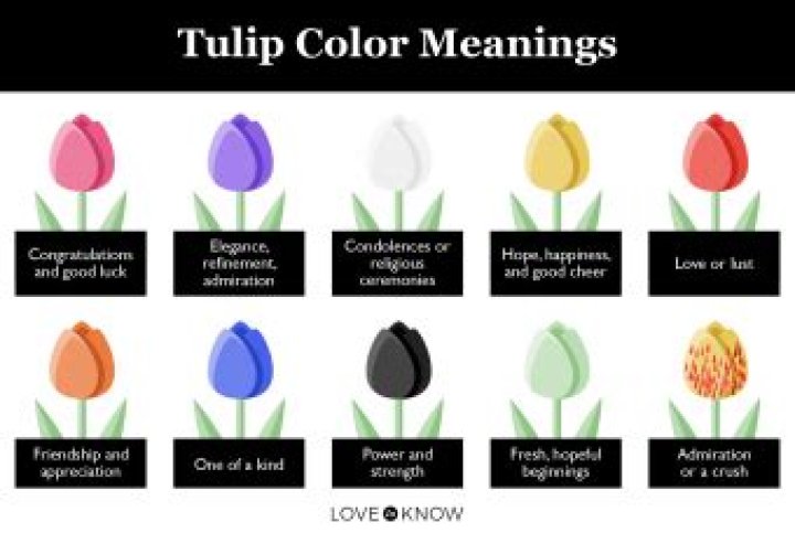 What color tulips mean