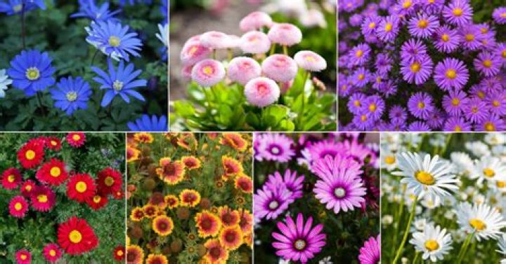 What colors do daisies come in naturally