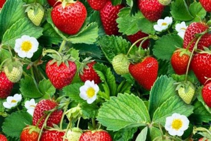 What conditions do strawberries need to grow